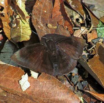 Image of Aethilla echina coracina Butler 1870