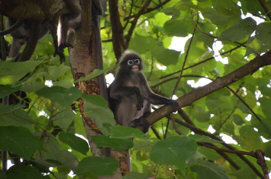 Plancia ëd Trachypithecus obscurus halonifer (Cantor 1845)