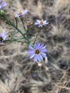 Image of Geyer's aster