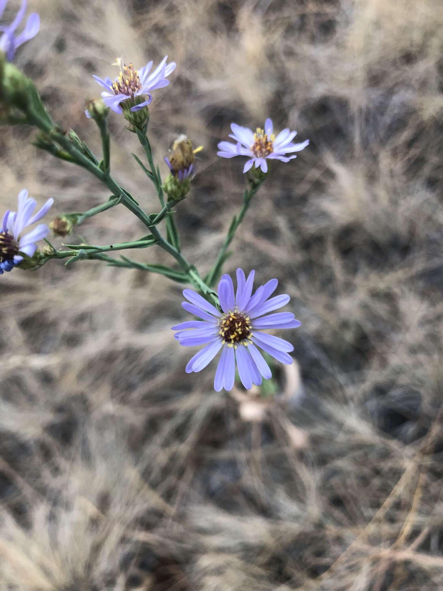 Image of Geyer's aster