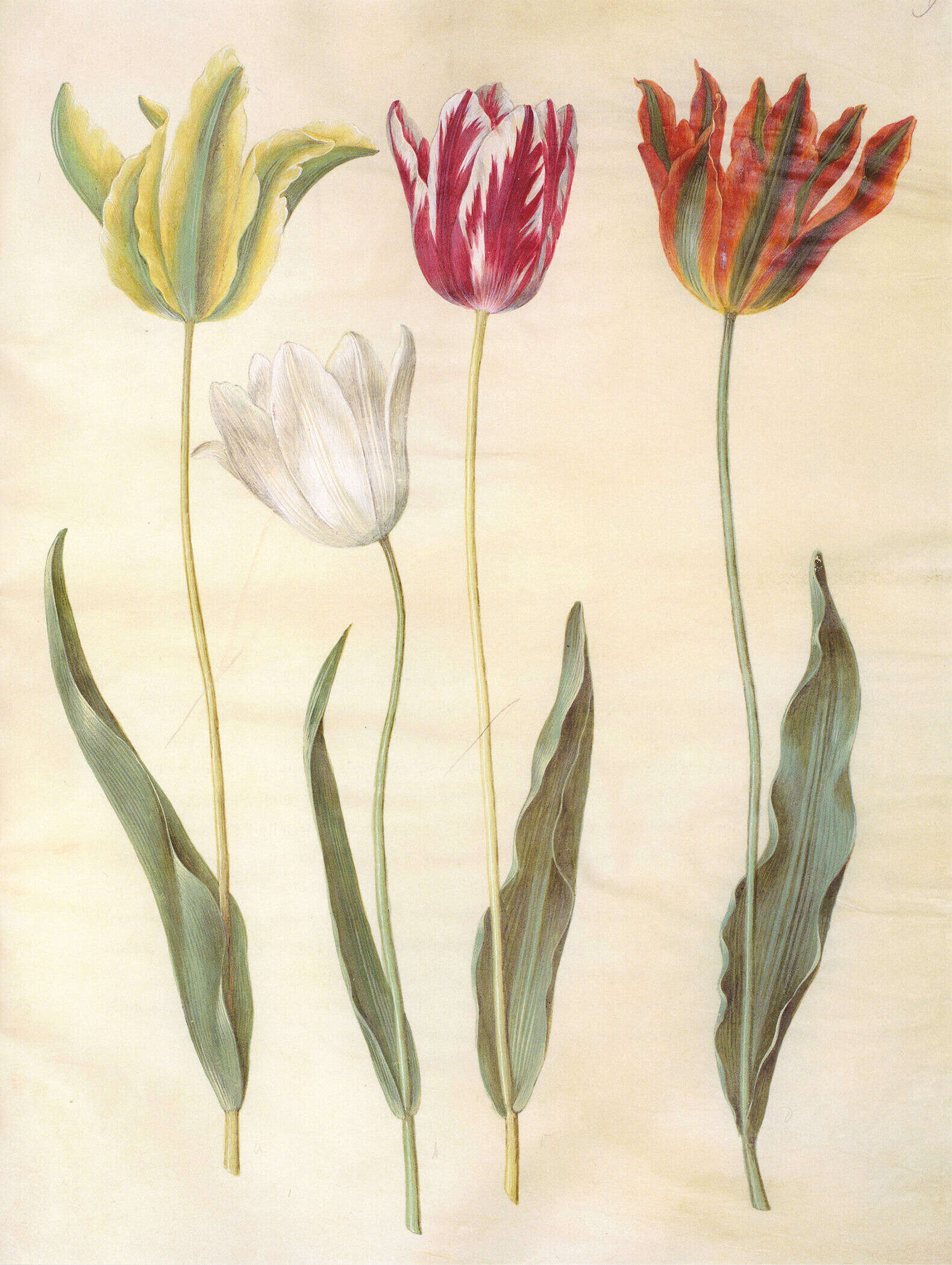 Image of Didier's tulip