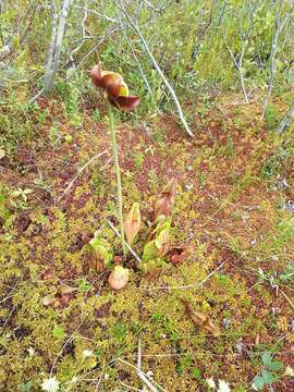 Image of southern purple pitcherplant