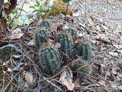 Image de Echinocereus polyacanthus Engelm.