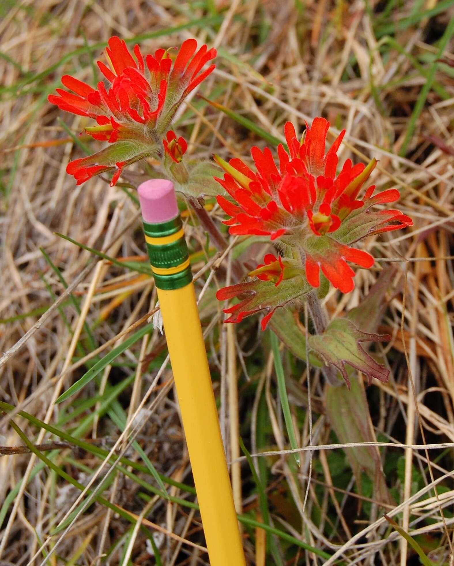 Image of harsh Indian paintbrush