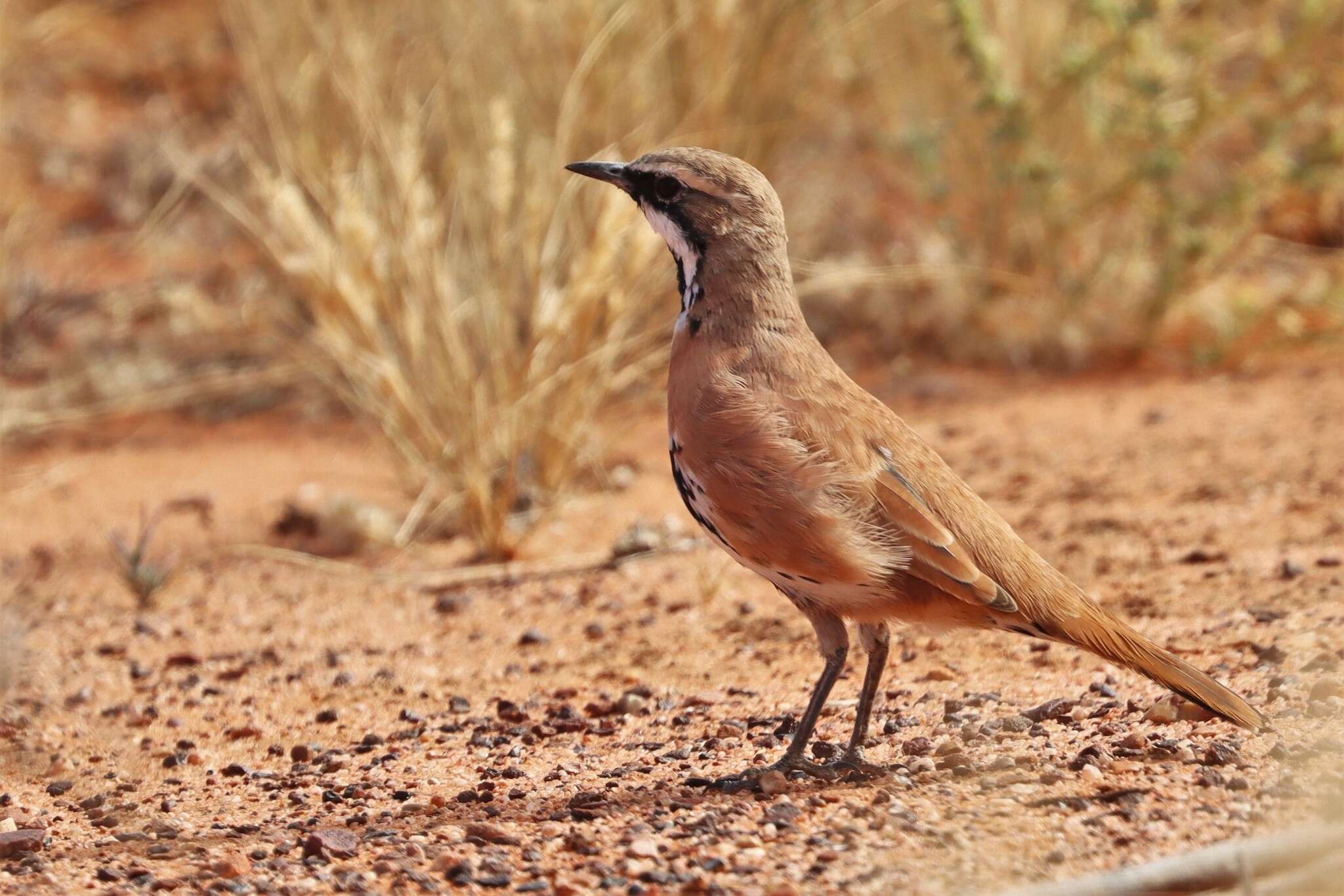 Imagem de Cinclosoma cinnamomeum Gould 1846