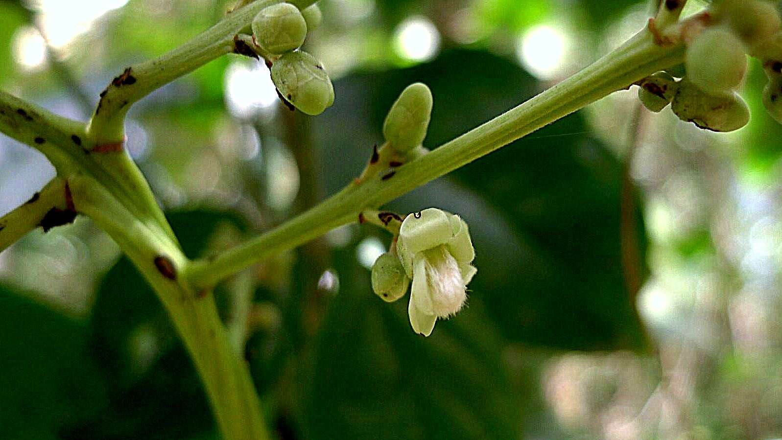 Plancia ëd Talisia esculenta (A. St.-Hil.) Radlk.