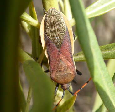 Image of Homoeocerus (Homoeocerus) annulatus (Thunberg 1822)