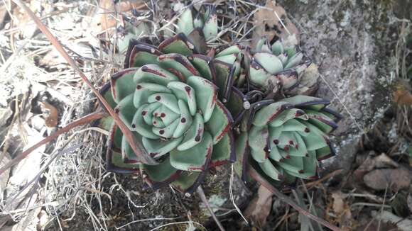 Image of Echeveria agavoides Lem.