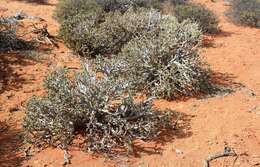 Image of Delosperma crassum L. Bol.