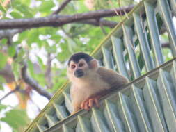 Image of Central American Squirrel Monkey