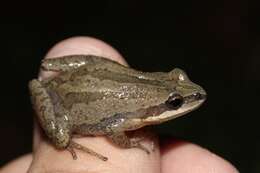 Image of New Jersey Chorus Frog