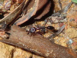 Imagem de Odontomachus ruficeps Smith 1858