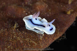 Image de Chromodoris lochi Rudman 1982