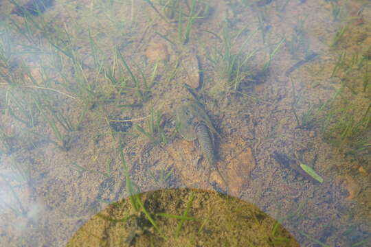 Image of Triops australiensis (Spencer & Hall 1896)