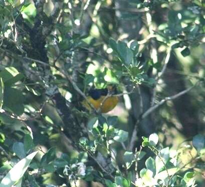 Image of Euphonia violacea aurantiicollis Bertoni & AW 1901