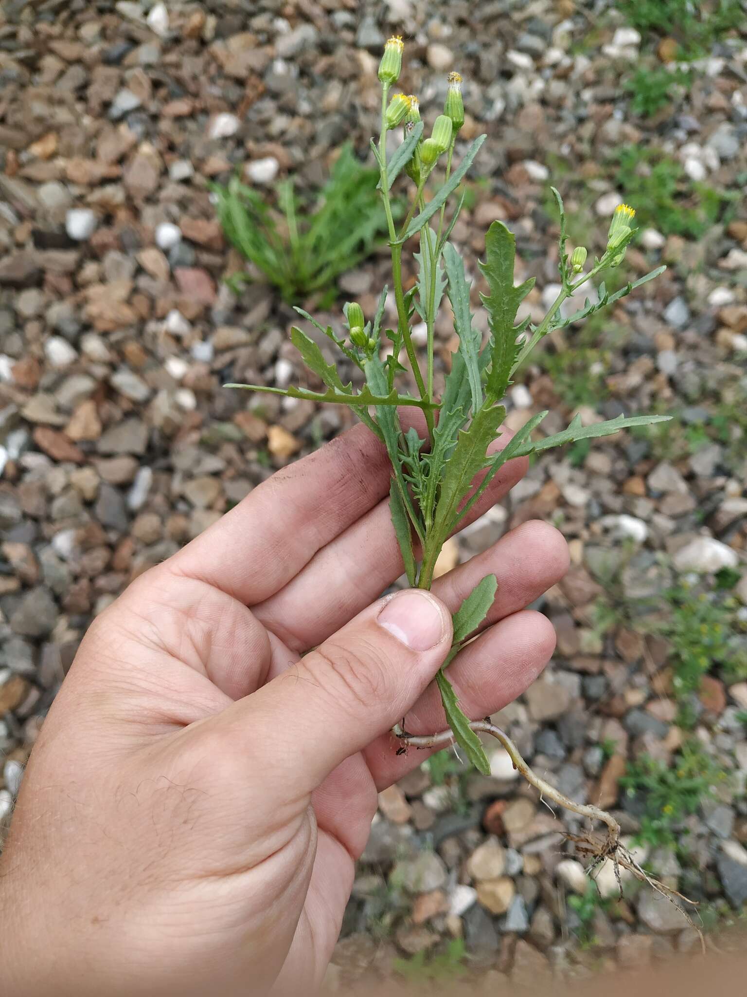 Plancia ëd Senecio dubitabilis C. Jeffrey & Y. L. Chen