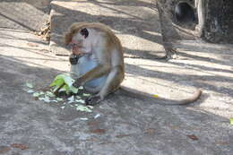 Image of Toque macaque