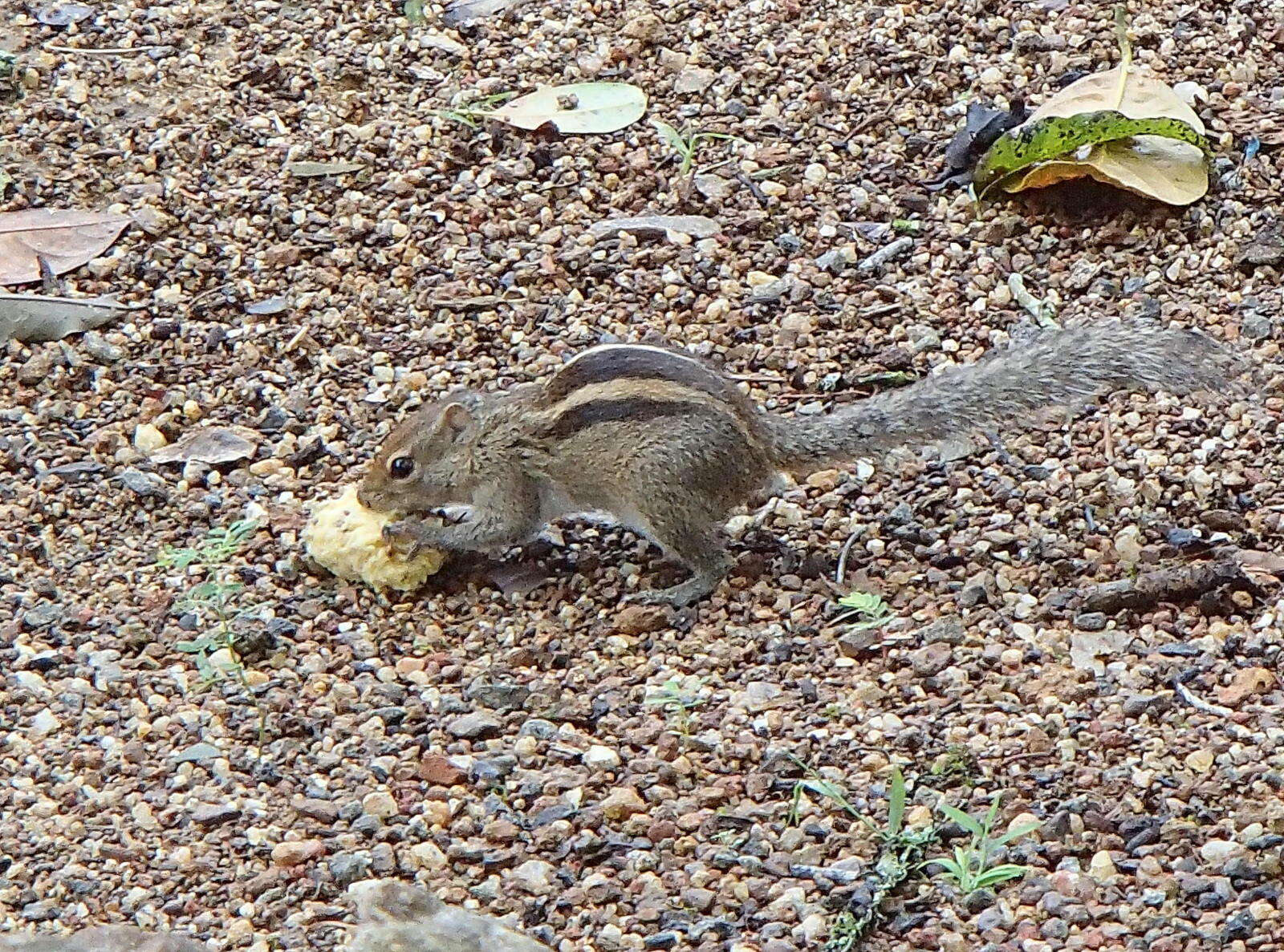 Image of Indian palm squirrel