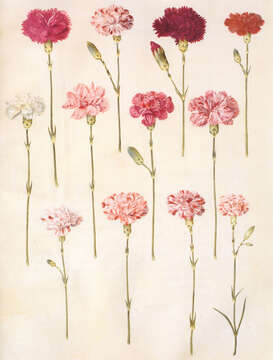 Image of carnation