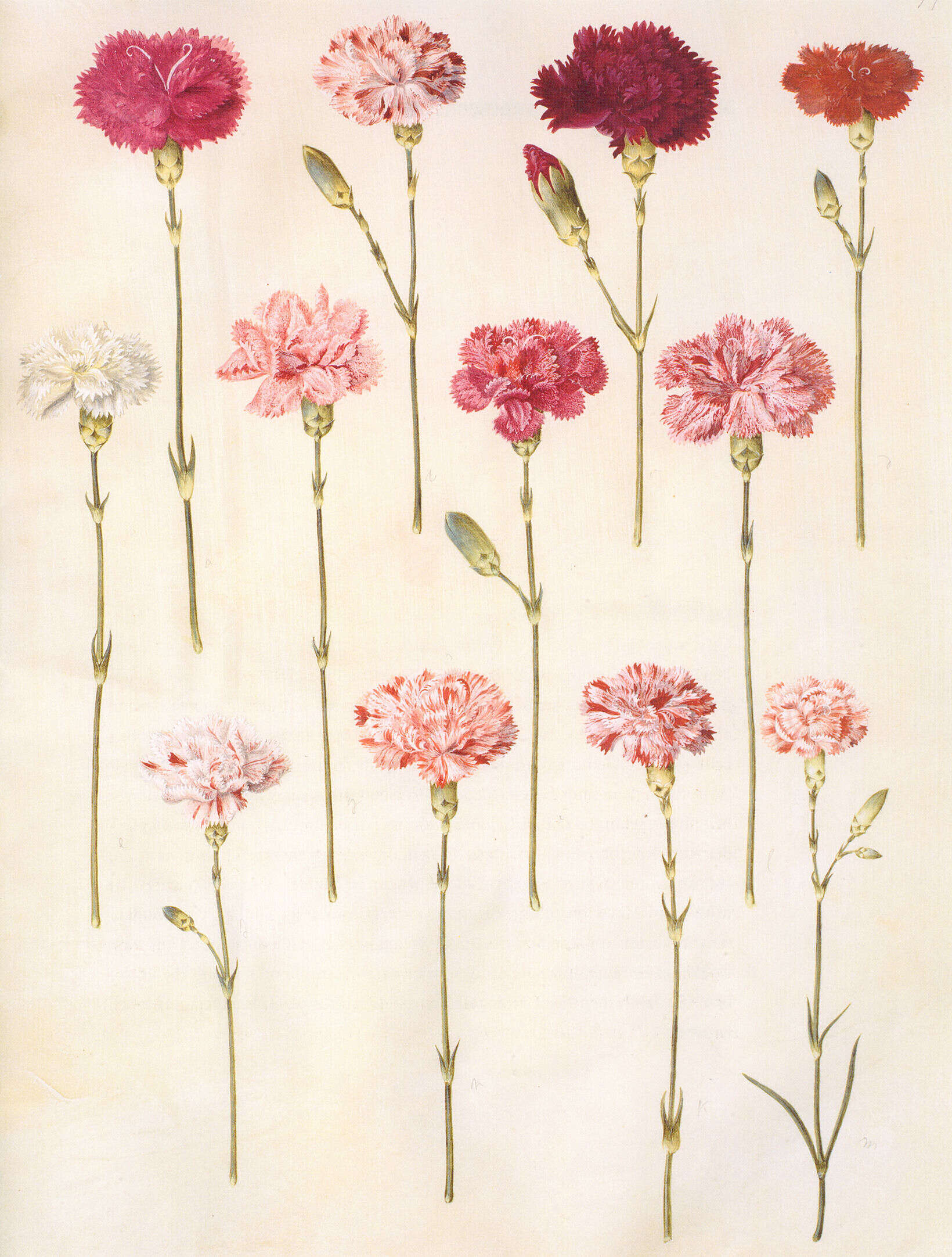 Image of carnation