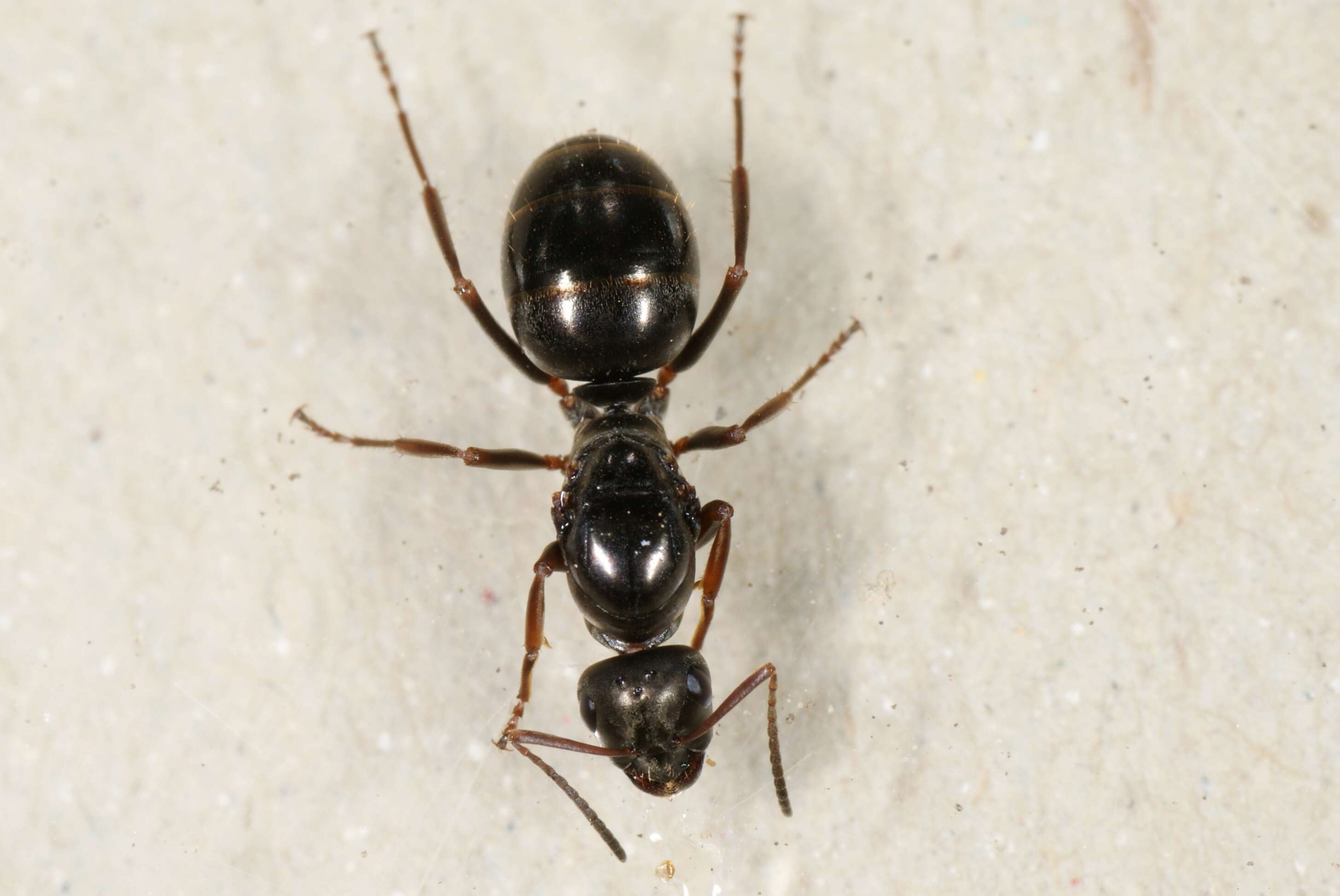 Слика од Formica fusca Linnaeus 1758