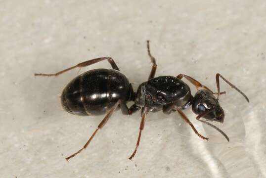 Image of Negro ant