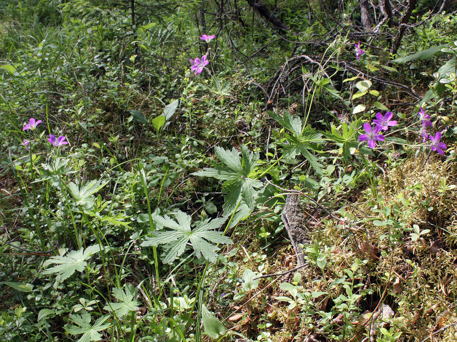 Image of Wood Crane's-bill