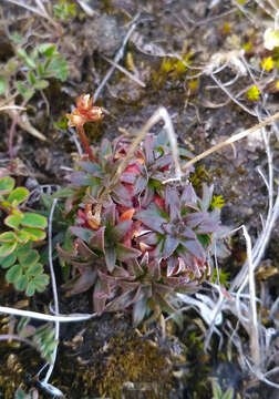 Image of Androsace lehmanniana Spreng.