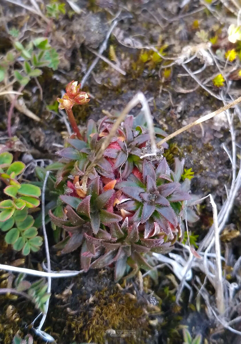 Image of Lehmann's rockjasmine