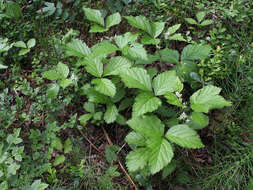 Image of Stone Bramble