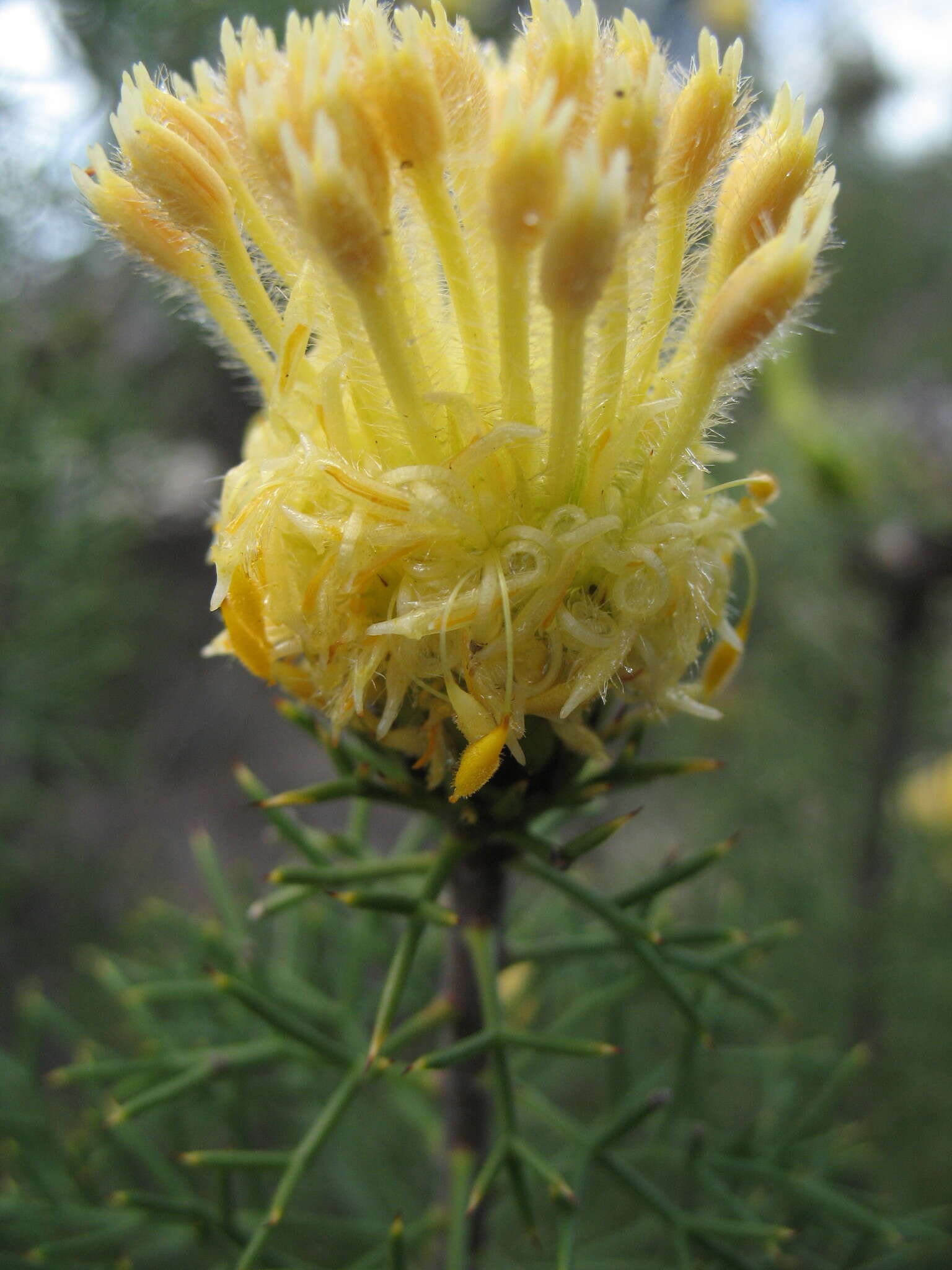 Image of Petrophile drummondii Meissn.