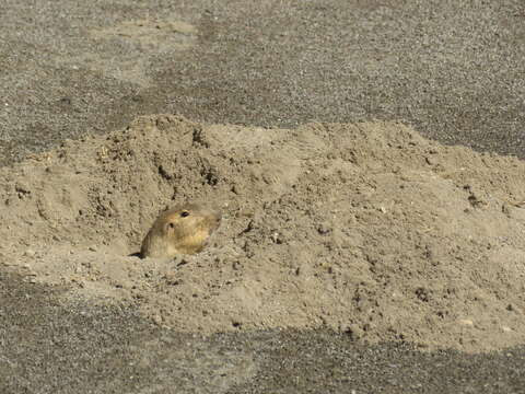 Image of Oriental Basin Pocket Gopher