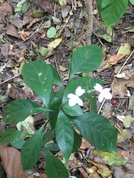 Image of Pseuderanthemum subviscosum (C. B. Cl.) Stapf