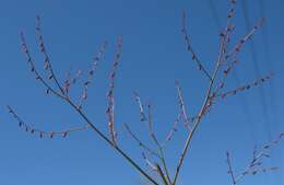 Image of raspwort