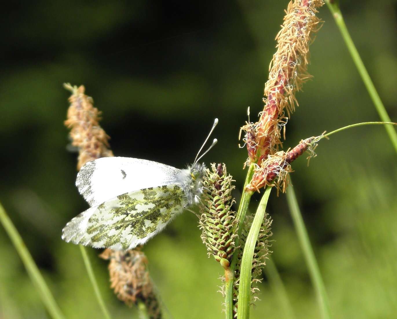 Image of orange tip