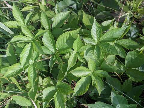 Image of Vermont blackberry