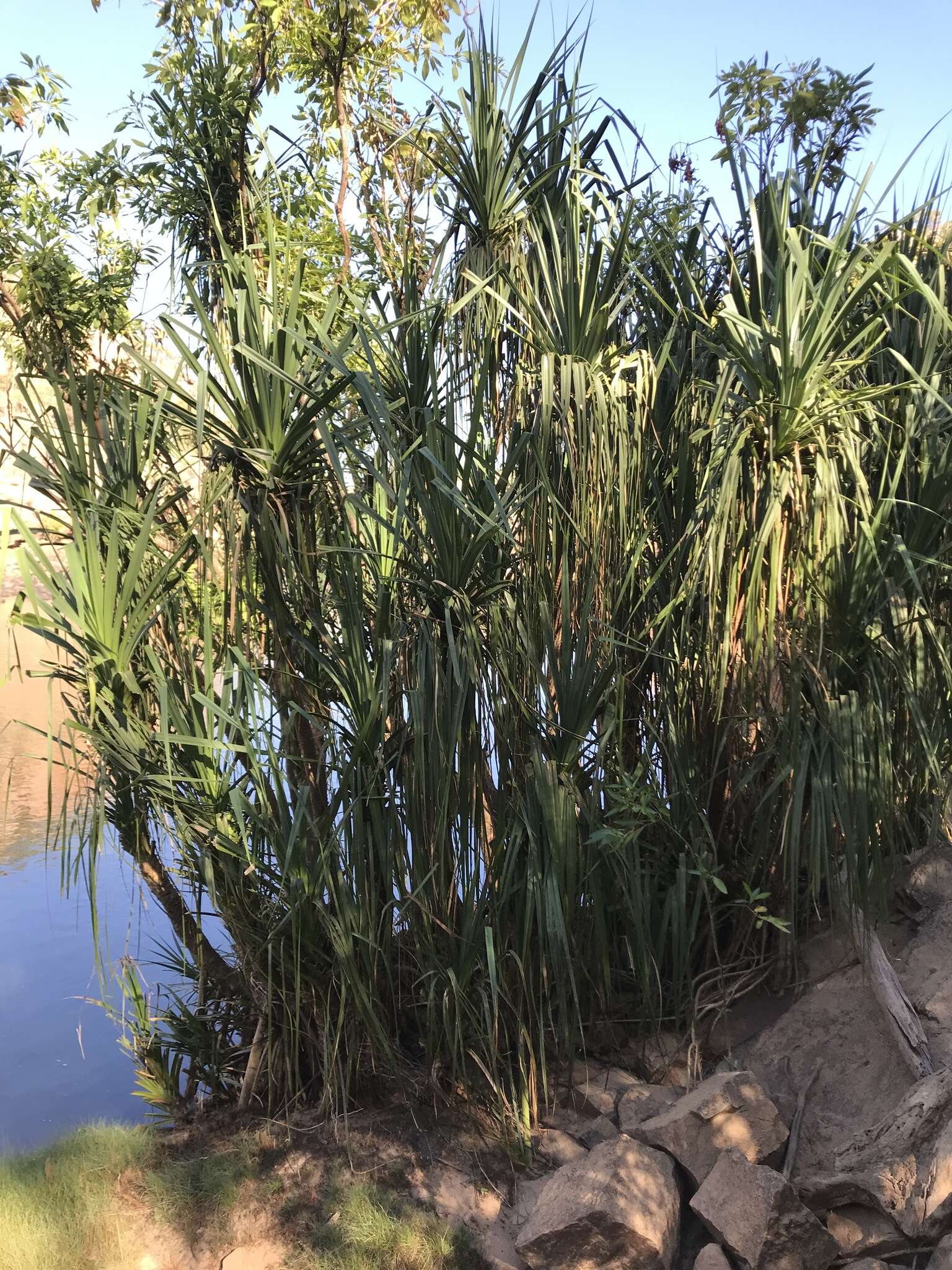 Image of Pandanus aquaticus F. Muell.