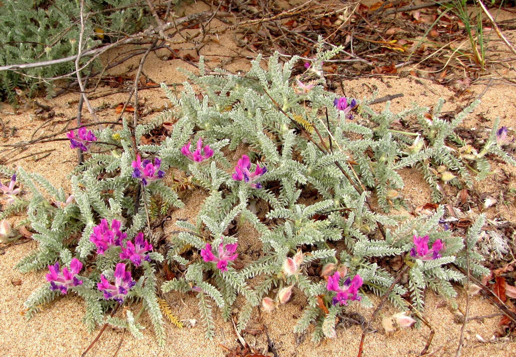 Image de Oxytropis lanata (Pall.) DC.