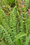 Image of Astragalus monspessulanus subsp. monspessulanus