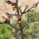 Слика од Scrophularia californica Cham. & Schltdl.