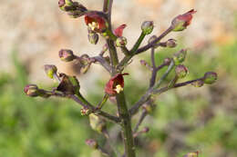 Image of California bee plant