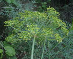 Image of Notobubon tenuifolium (Thunb.) Magee