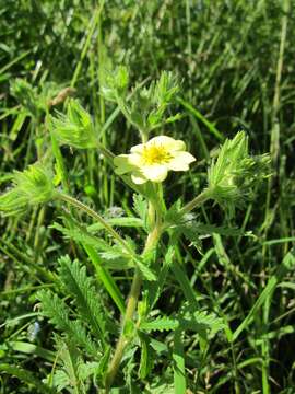 Imagem de Potentilla recta L.