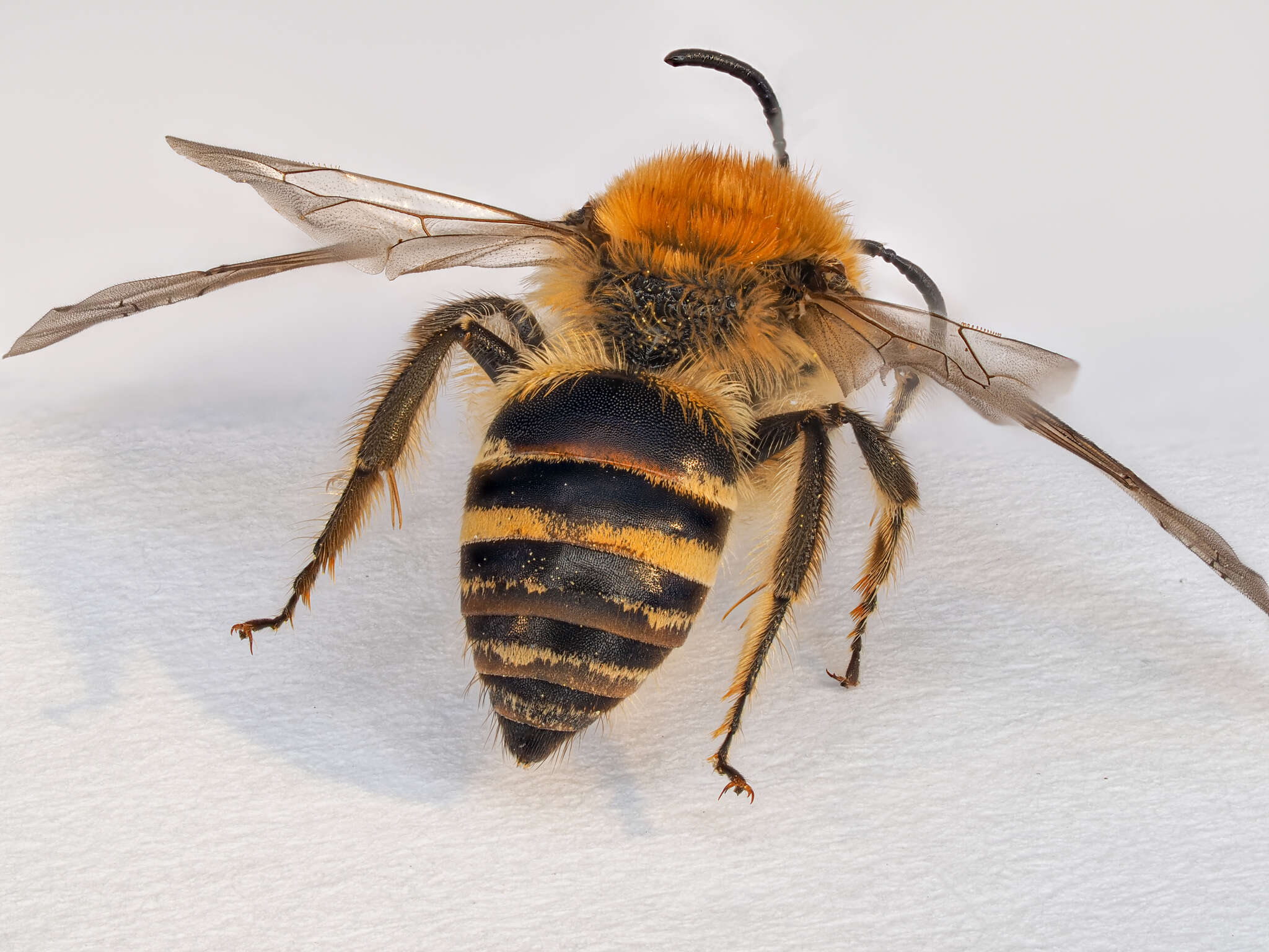 Image of Colletes halophilus Verhoeff 1944