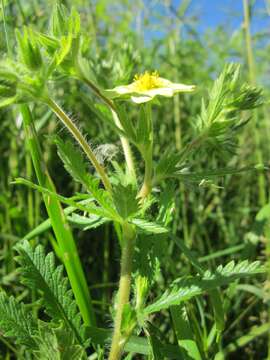 Image of sulphur cinquefoil