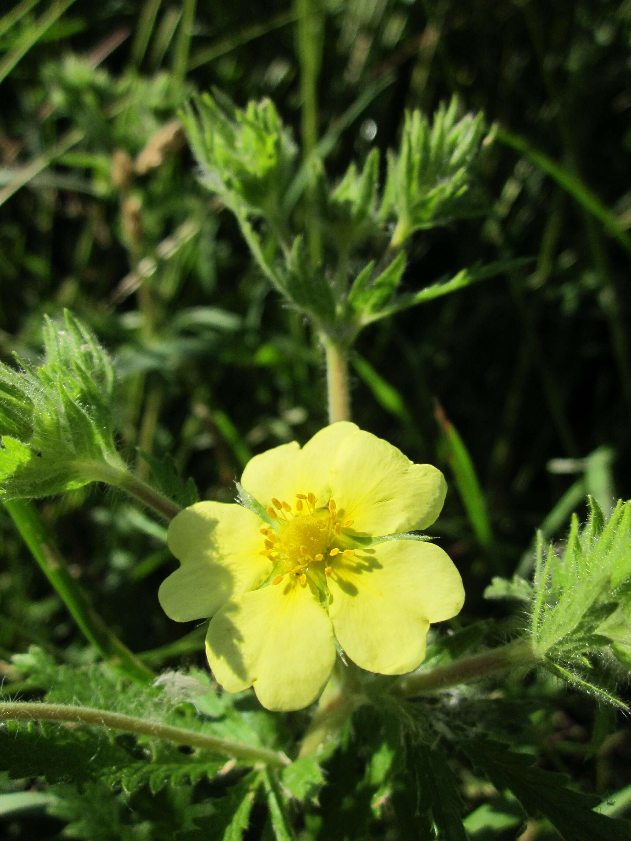 Image of sulphur cinquefoil