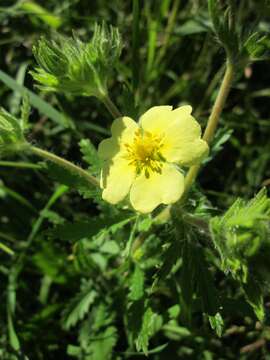 Image of sulphur cinquefoil