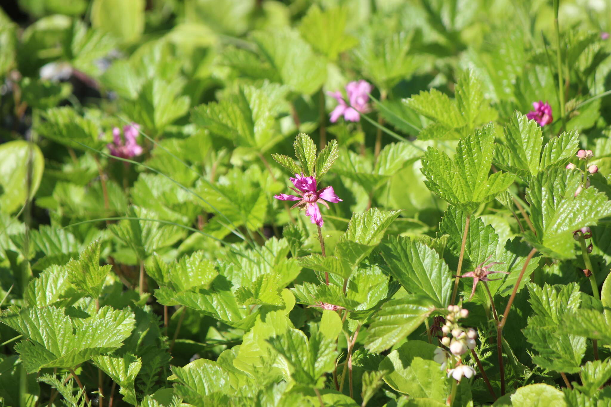 Image de Rubus arcticus subsp. acaulis (Michx.) Focke