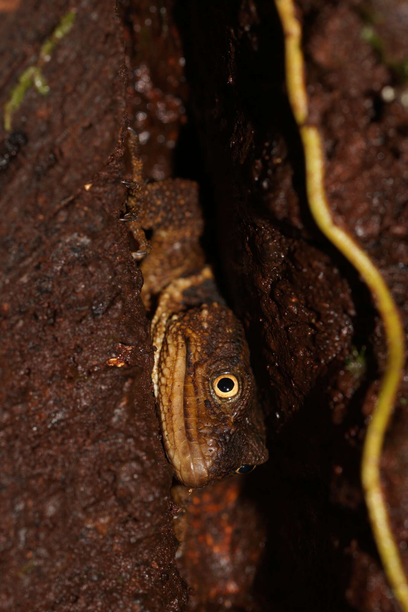 Image of knob-scaled lizards