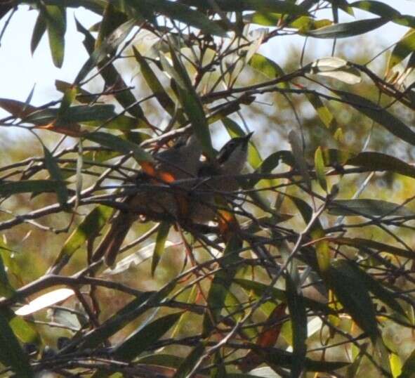 Image of Brown-headed Honeyeater